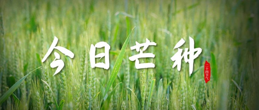 芒种.jpg